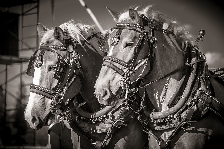 grayscale photos, two, horses, horse, heavy, work, tough, horsepower, harness, pull
