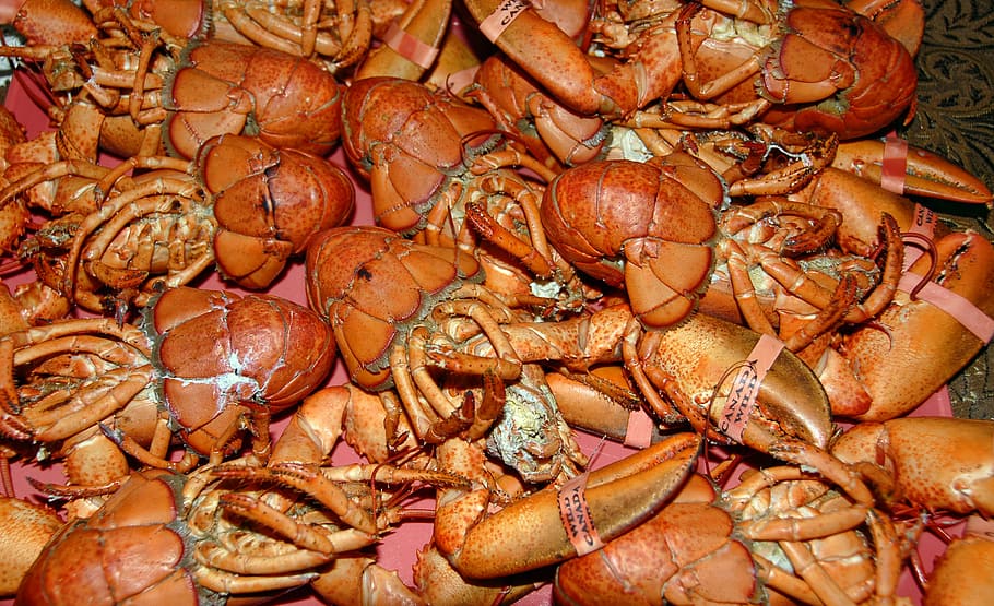 lagosta, cozido, comida, frutos do mar, marisco, vermelho, crustáceo, preparado, luxo, comida e bebida