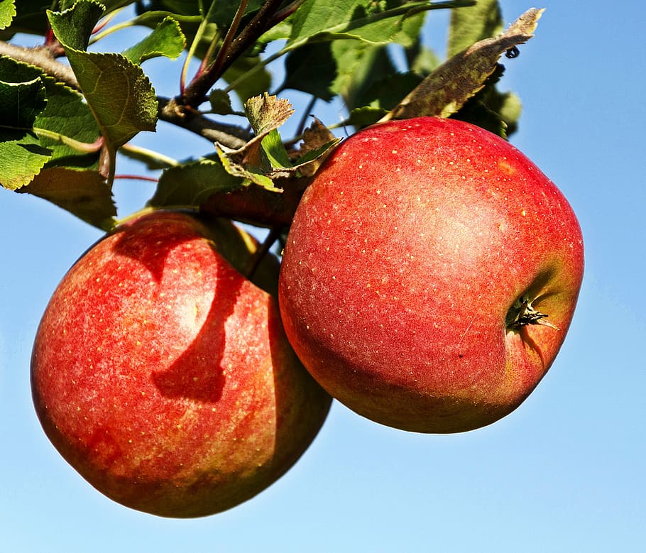 poland, celejów, apple orchard, apple, fruit, food, ripe, red, freshness, nature