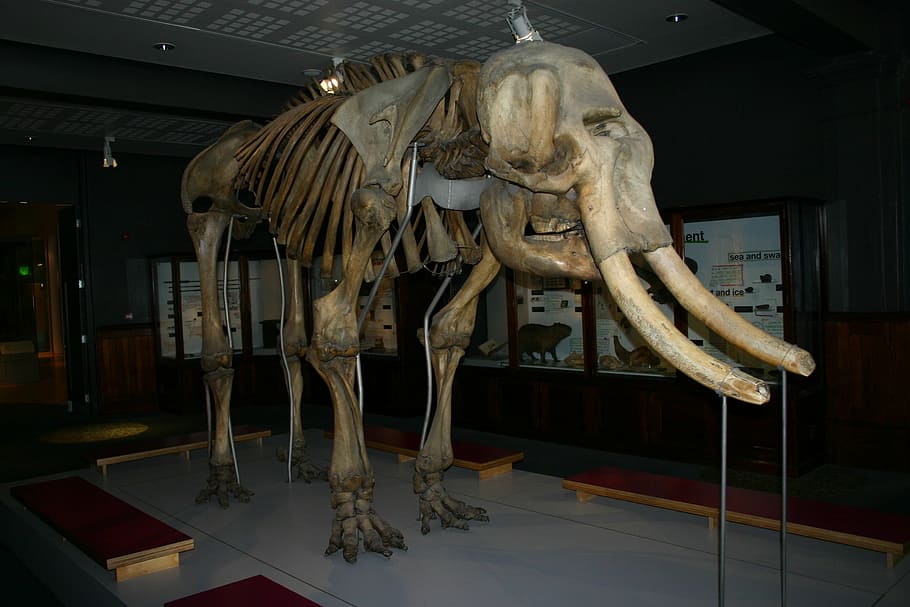 mammoth, woolly mammoth, extinct, prehistoric, tusk, elephant, mammal, ice age, pachyderm, skeleton