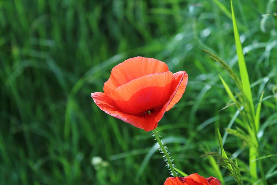 ケシ 花 植物 ケシの花 花びら 自然 赤 成長 鮮度 開花植物 Pxfuel