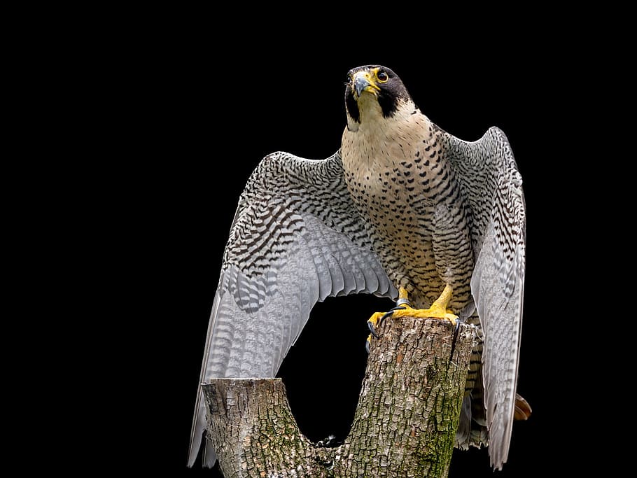 black, white, eagle perching, tree branch, raptor, peregrine falcon, falcon, bird, feather, plumage