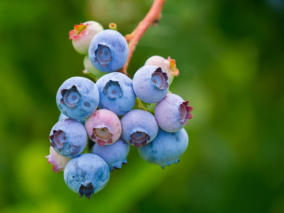 selektif, foto, buah blueberry, berry, blueberry, makanan, buah-buahan, makan, buah, fokus pada latar depan