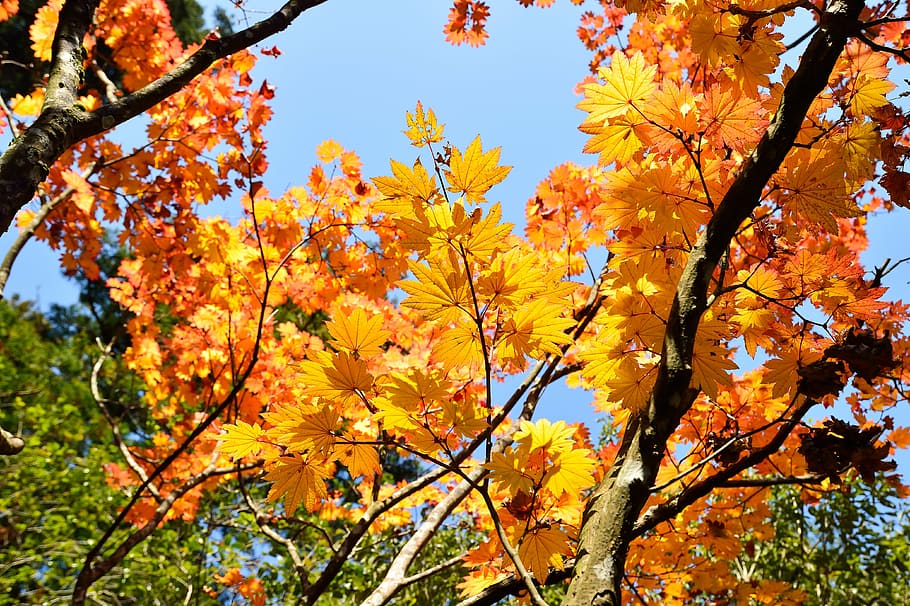 japan, autumn, autumnal leaves, fall of japan, landscape, leaf, natural, maples, arboretum, plant