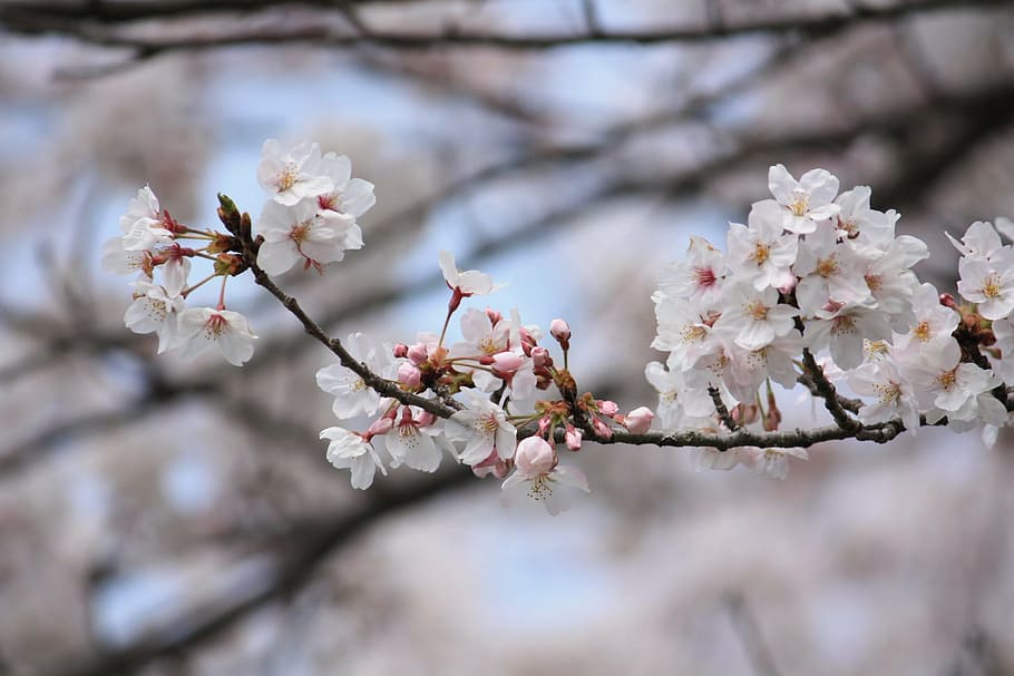 cherry, spring, japan, flower, cherry blossom, blossom, fragility, springtime, almond tree, tree
