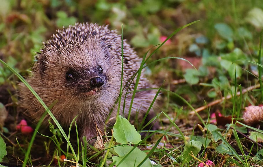 hedgehog, green, grass, hedgehog child, young hedgehog, animal, spur, nature, garden, mammal