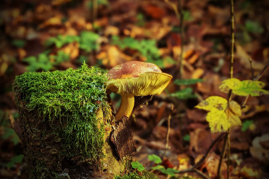 brown, yellow, mushroom, closeup, photography, tree stump, fungus on tree stump, autumn, forest, nature