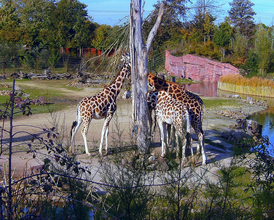 jardim zoológico, girafas, branco marrom, girafa, grupo, comer, pescoço, animal, grande, mamífero
