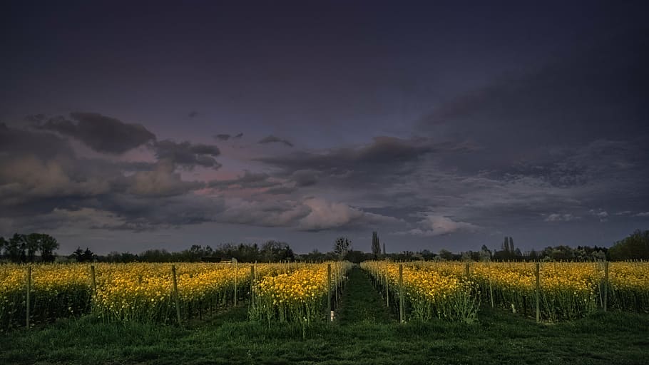 yellow flower field, yellow, flowers, field, sky, clouds, dark, agriculture, plants, farm