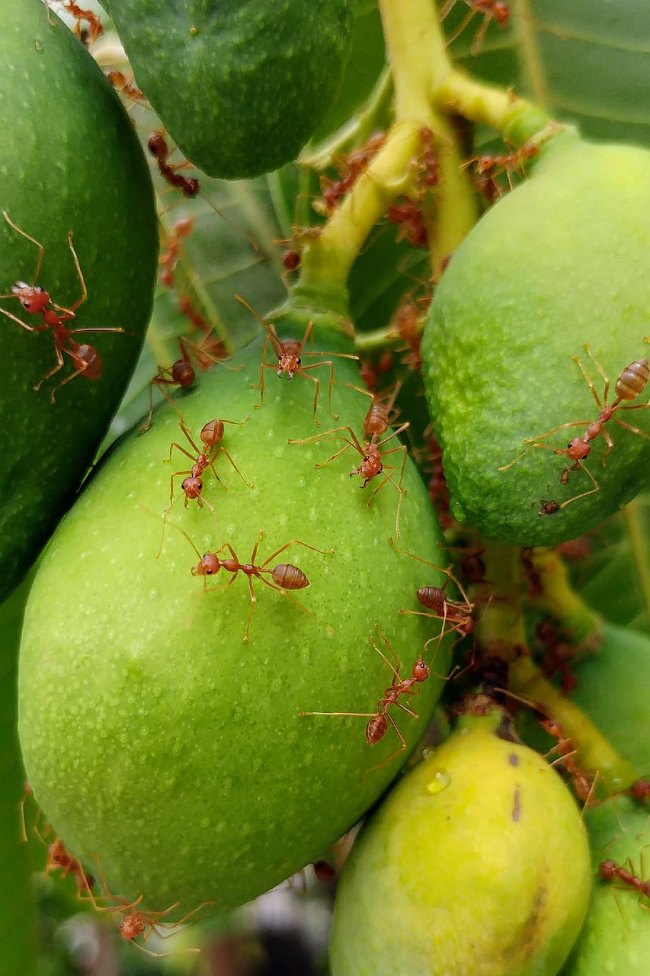 fire ants, red ants, ants, insects, manggo, fruit, green color, healthy eating, food, food and drink