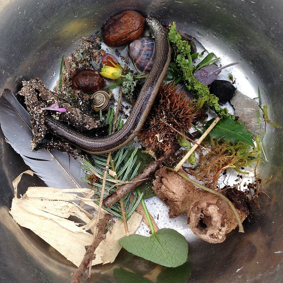 witch's, potion, cauldron, slow-worm, food, food and drink, high angle view, freshness, wellbeing, healthy eating
