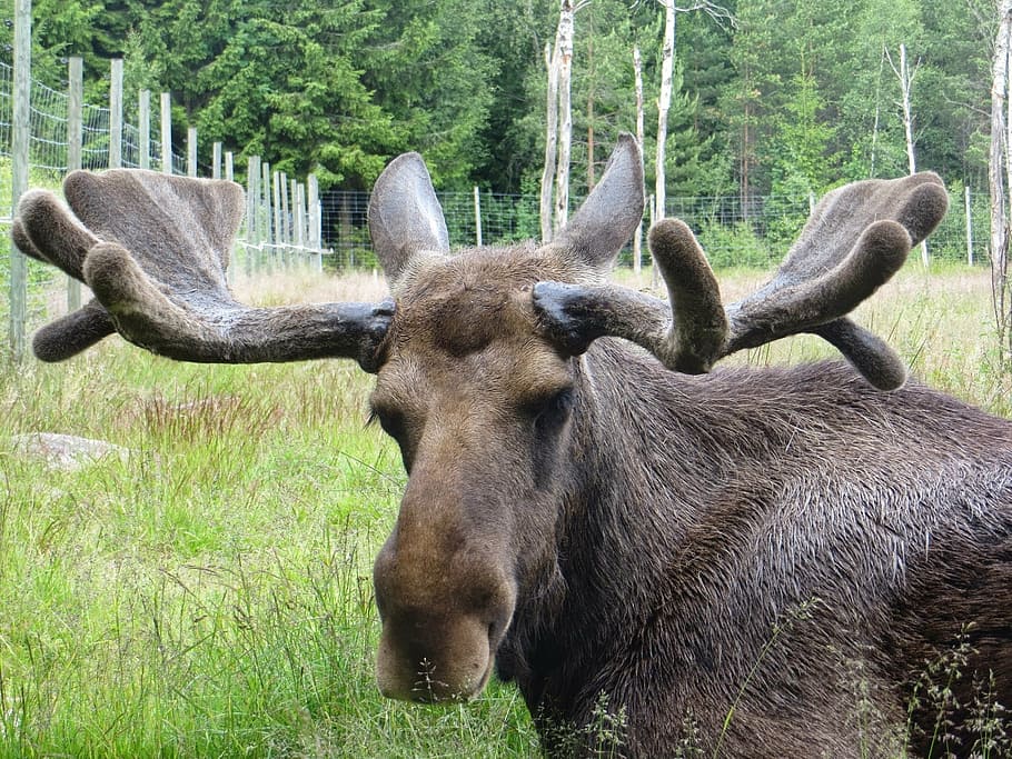 moose, sweden, antler, animal, animal themes, plant, mammal, animal wildlife, grass, one animal