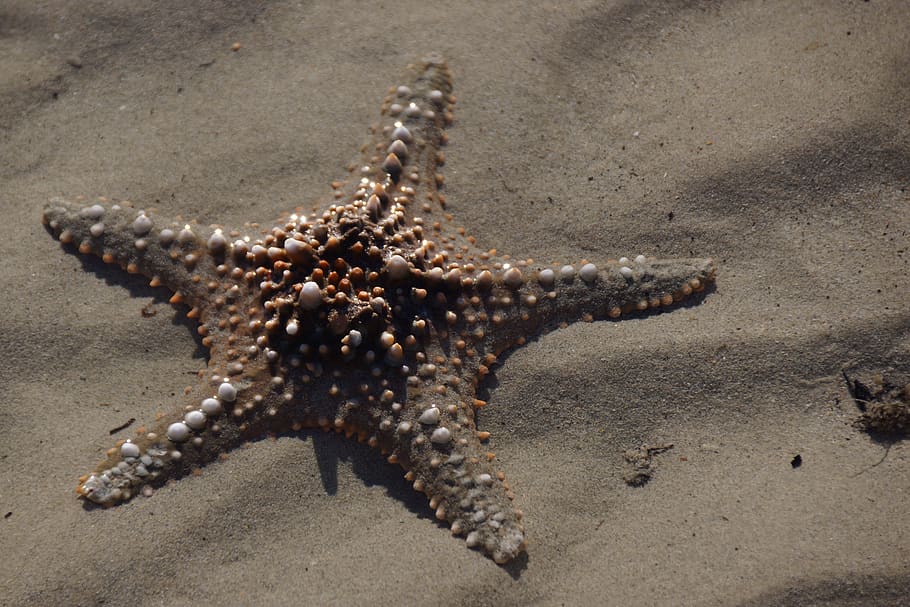arena, estrella de mar, orilla del mar, playa, invertebrados, mar, tropical, un animal, temas de animales, animales salvajes