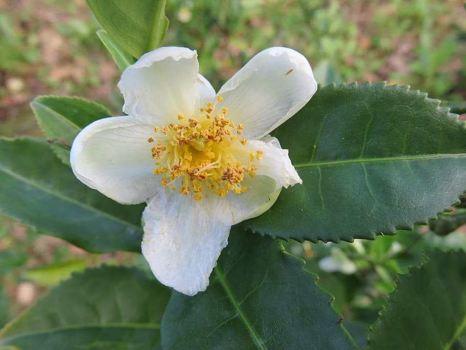 flor, té, camellia sinensis, hojas de té, blanco, pétalos, plantación, planta, belleza en la naturaleza, crecimiento