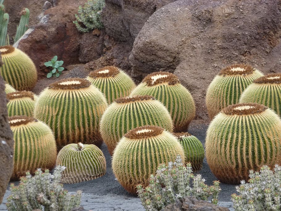 cactus, dry, prickly, botanical garden, nature, succulent plant, plant, growth, beauty in nature, day