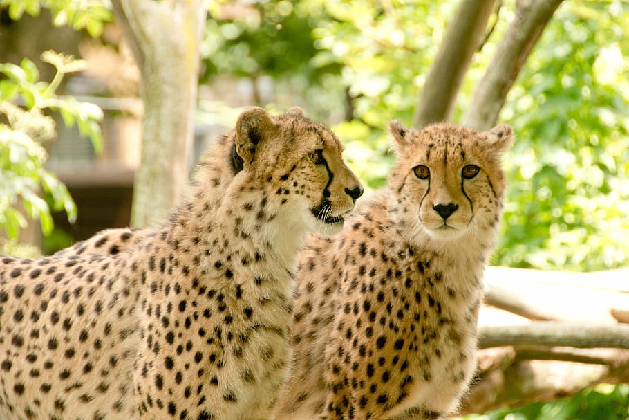 dua fotografi cheetah, afrika, kenya, safari, alam, liburan, taman nasional, hewan, pemandangan, taman alam