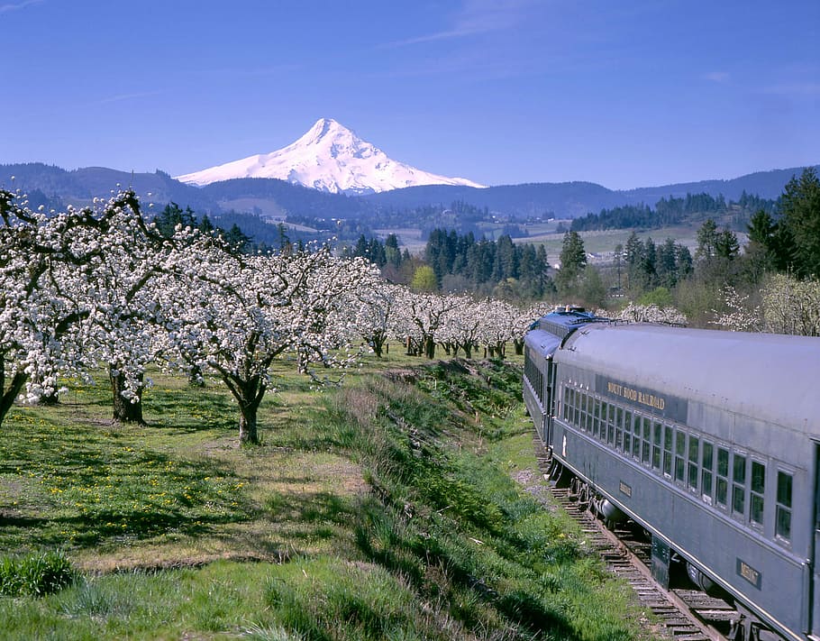 mount, hood, railroad, Landscape, Mount Hood, Oregon, photos, landscapes, orchard, public domain