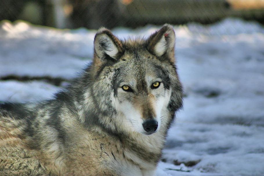 wolf, gray wolf, grey wolf, predator, lupus, canine, carnivore, call of the wild, snow, one animal