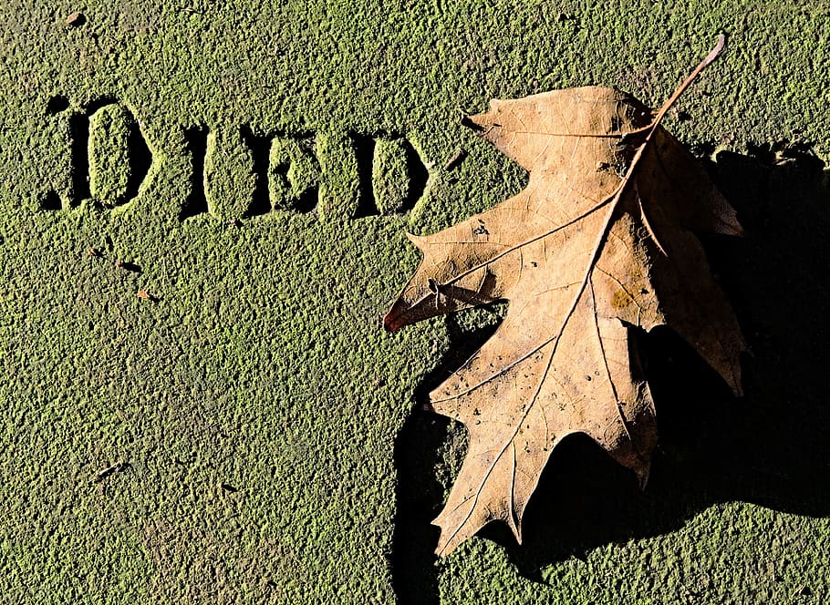 Dead, Leaf, Death, Tomb, Stone, dead, leaf, died, tomb, stone, memorial, decay