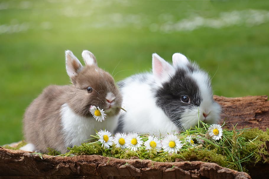 selectivo, fotografía de enfoque, dos, marrón, blanco, conejos, comer, flores, enfoque selectivo, fotografía