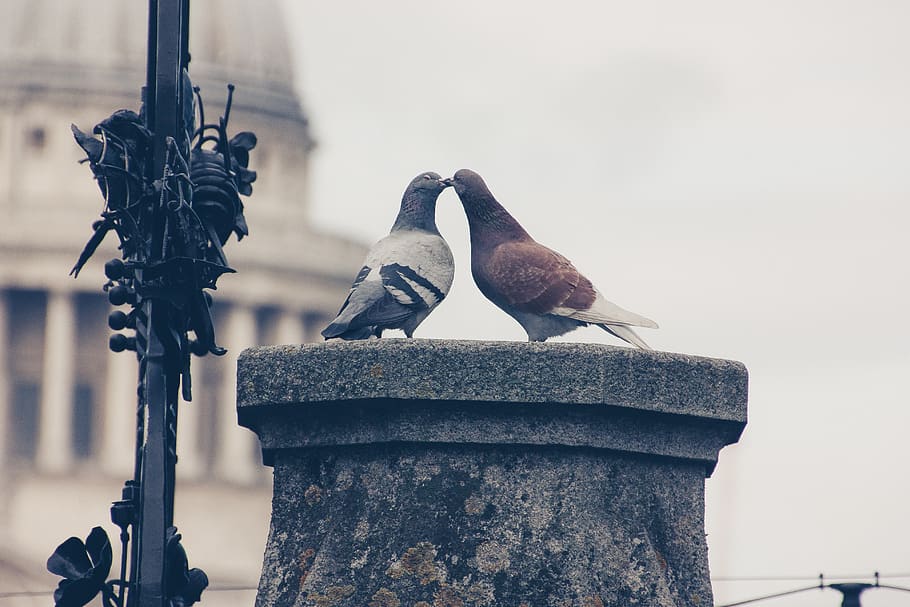 lovebirds, pigeons, pair, love for animals, nature, pigeon pair, kiss, smooch, valentine's day, bird
