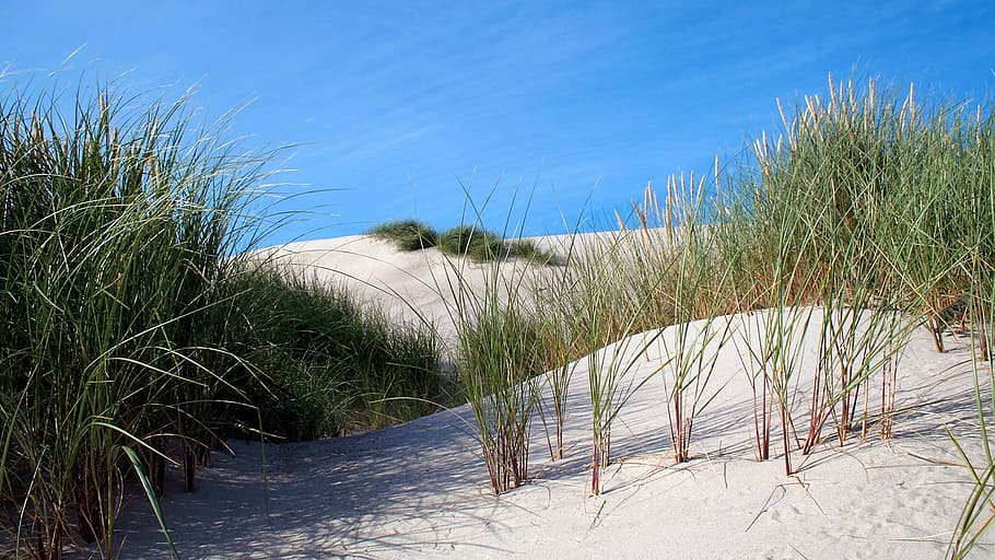 duna, duna de arena, arena, hierba, planta, naturaleza, hierba arenosa, agua, playa, cielo
