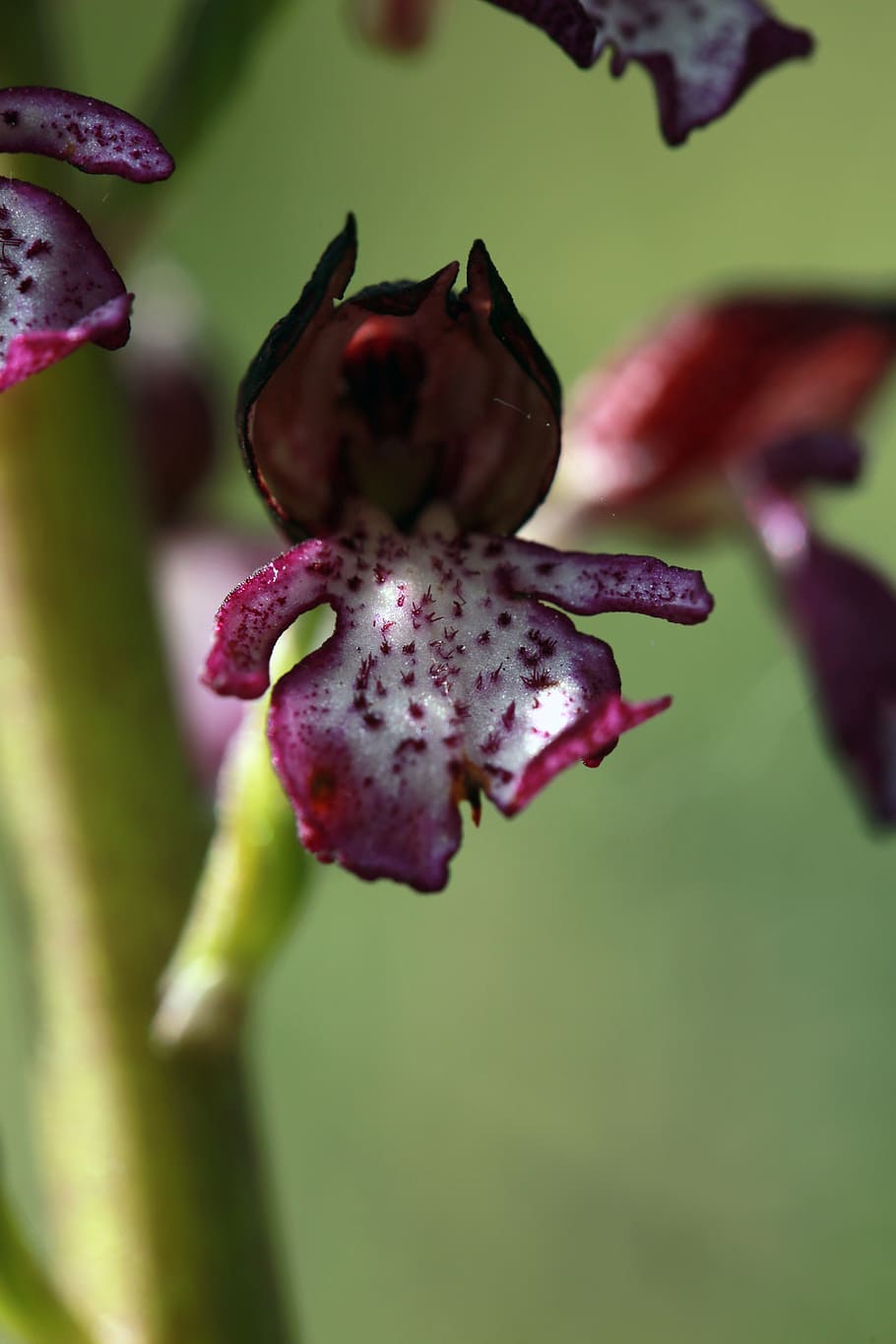 Flore, orchid, flower, flowering plant, close-up, plant, beauty in nature, vulnerability, fragility, growth