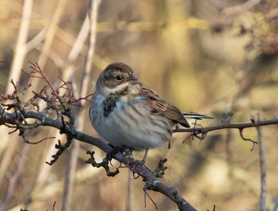 female bird, female chaffinch, chaffinch, perched, songbird, wild, female, plumage, beak, sparrow