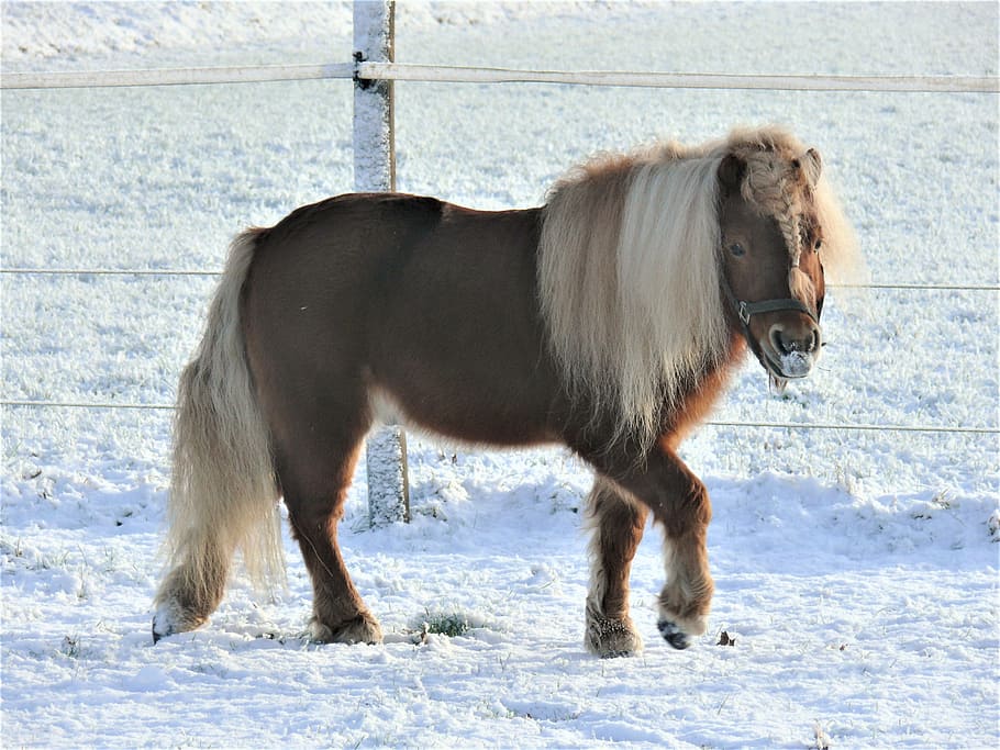 Caballo, Pony, Pasto, Nieve, Paisaje, semental, zorro, shetlander, pony shetland, pequeño pony