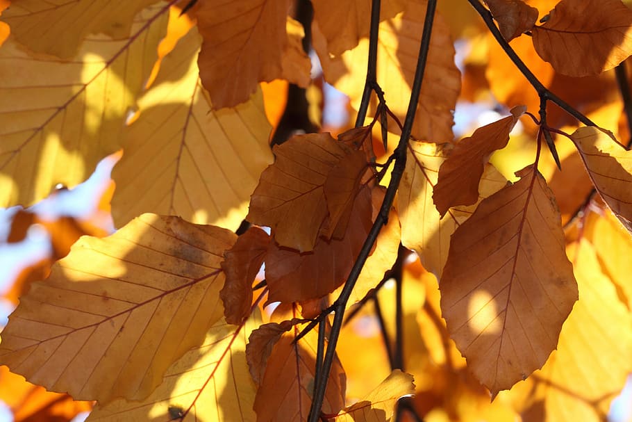 Листья желтые оригинал слушать. Картинки осени для презентации. Осень картинки горизонтальные. Желтые листья картинки.