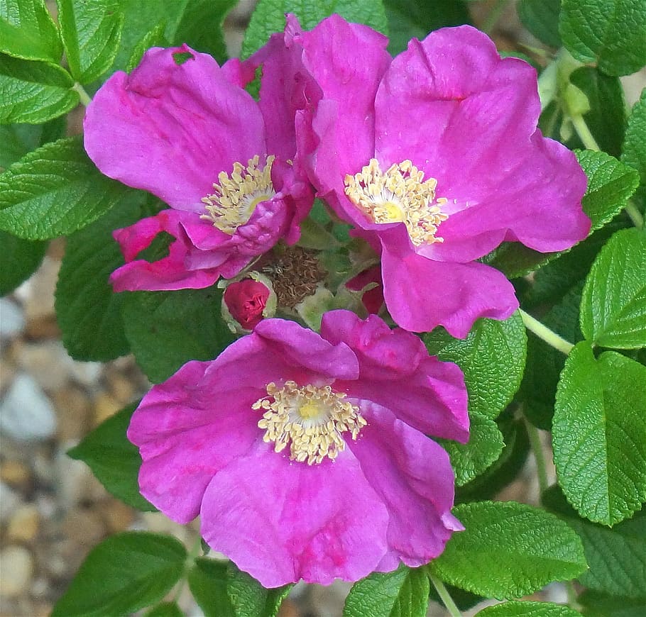 Rugosa Rose, rose trio and a bud, rosa, flor, brote, floración, flora, jardín, naturaleza, fragante