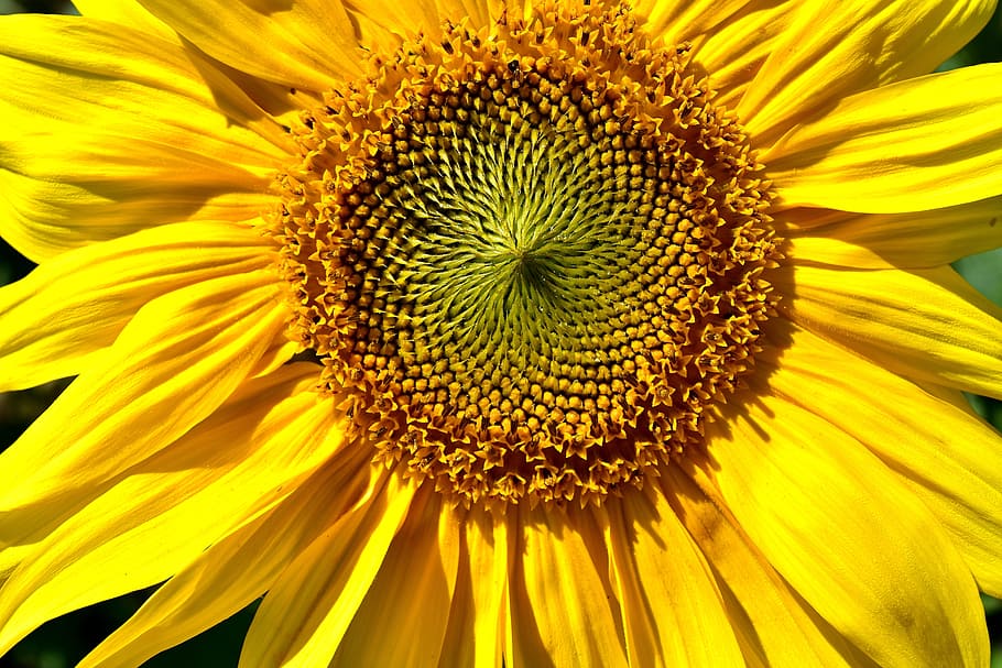 sun flower, summer, garden, blossom, bloom, yellow, insect, helianthus, nature, pollination