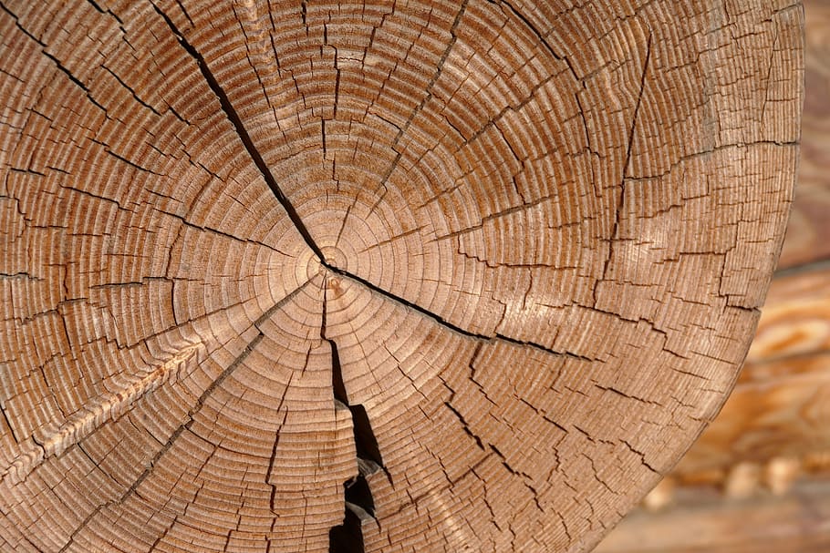 tree, wood, jug tree, cross section, forest, tree ring, bark, tree stump, textured, close-up