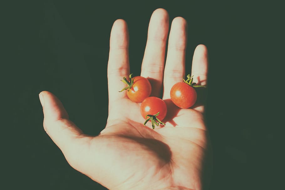 três, tomates, humano, palma, minúsculo, mão, frutas, comida, sombra, luzes