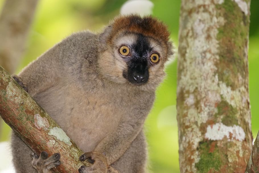 selective, focus photography, gray, primate, tree, animals, red-fronted lemur, female, vervet monkeys similar, animal