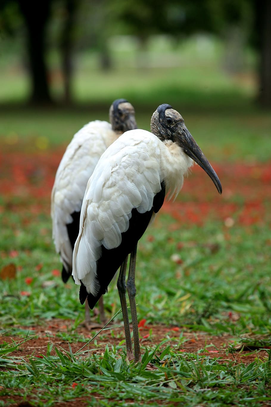 Wood Stork, Bird, Nature, Wild, Animal, wild, animal, wading, birding, reserve, brazil