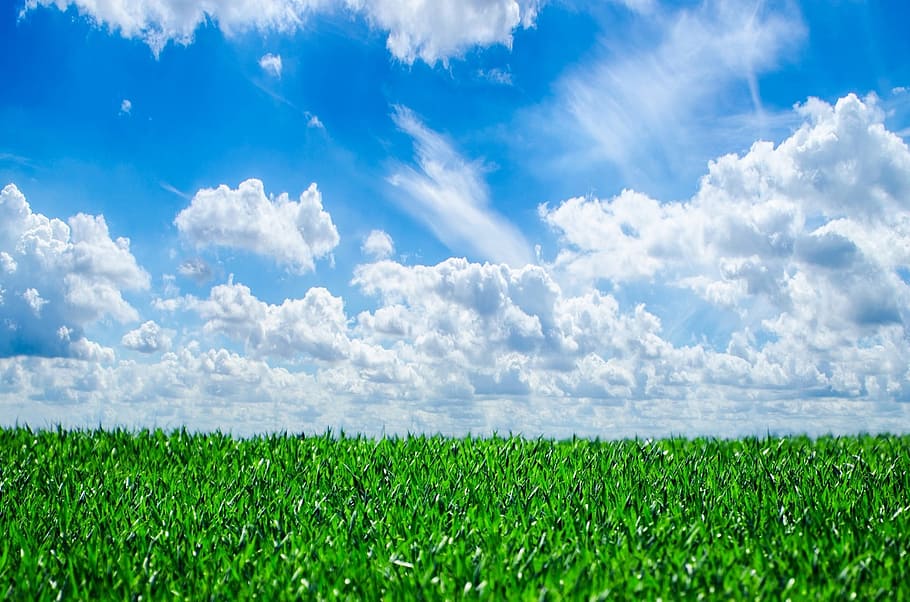 green, grass field, blue, sky, white, clouds, grass, background, nature, natural