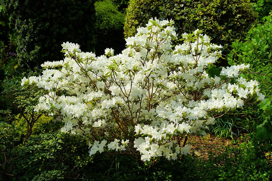 blanco, azalea árbol floreciente, jardín, flores, arbusto, naturaleza,  rododendro, flor blanca, floración, flor | Pxfuel