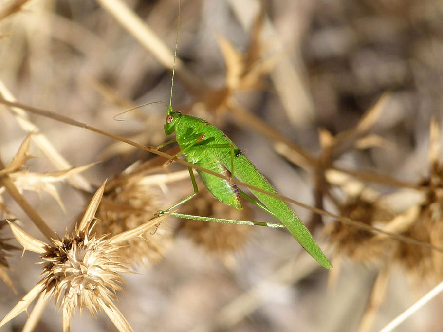 grasshopper, grillo verde, lobster, green grasshopper, insect, arthropod, plant, one animal, close-up, animal wildlife