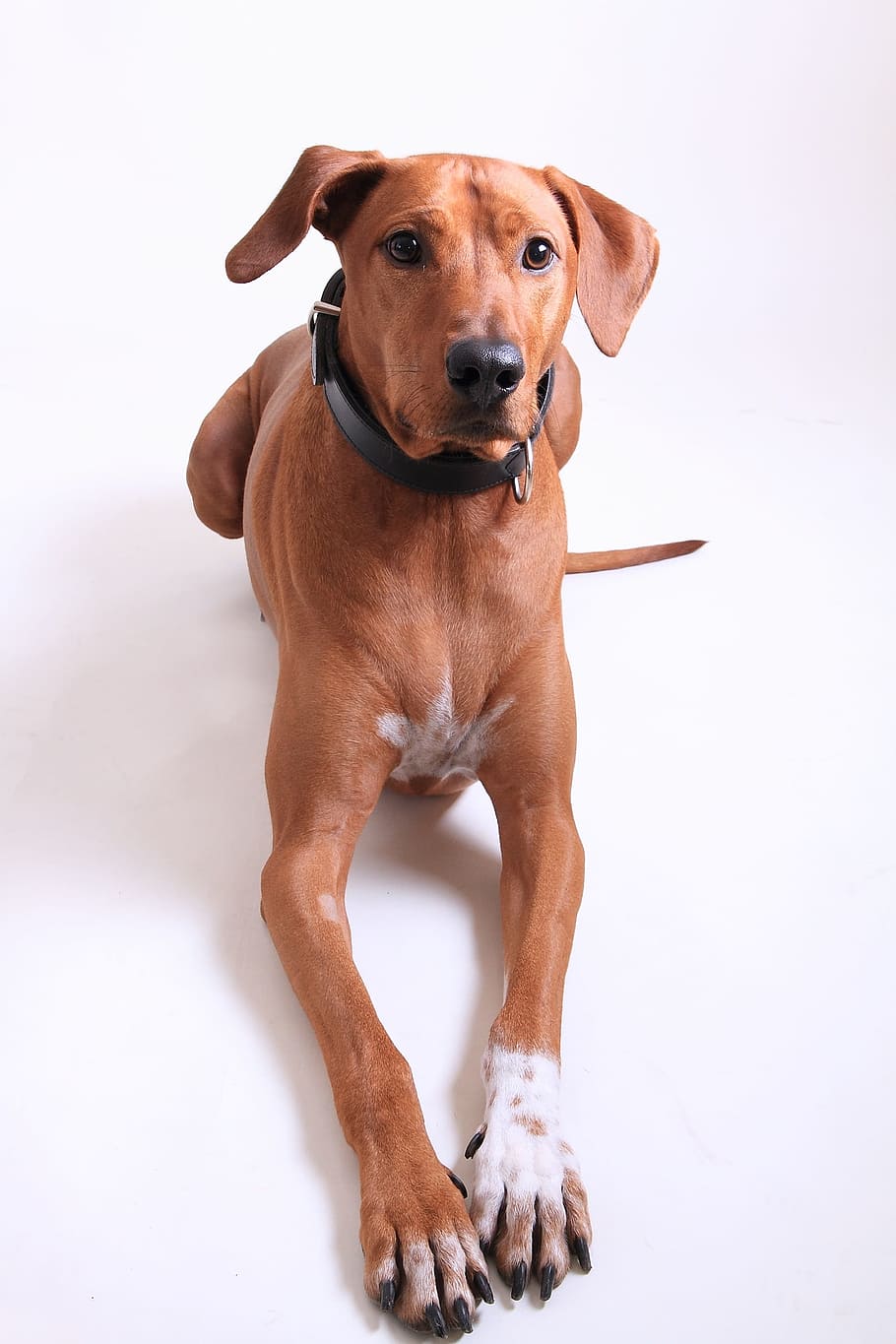 大人のredbone coonhound, 敷設, 白, 表面, ローデシアン・リッジバック, 犬の品種, ペット, 犬, 動物, カメラ目線
