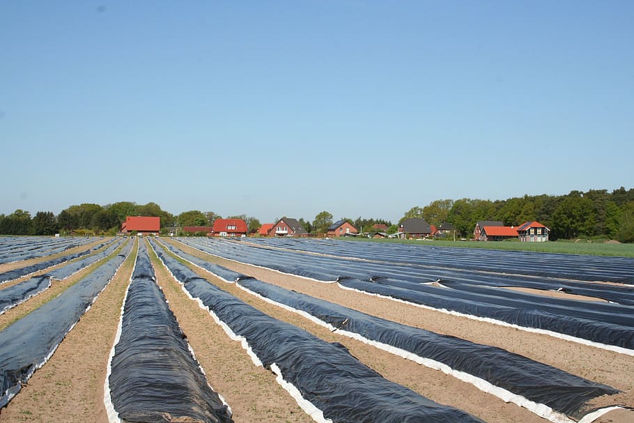asparagus field, cover, heat build up, asparagus, sky, clear sky, copy space, nature, day, in a row