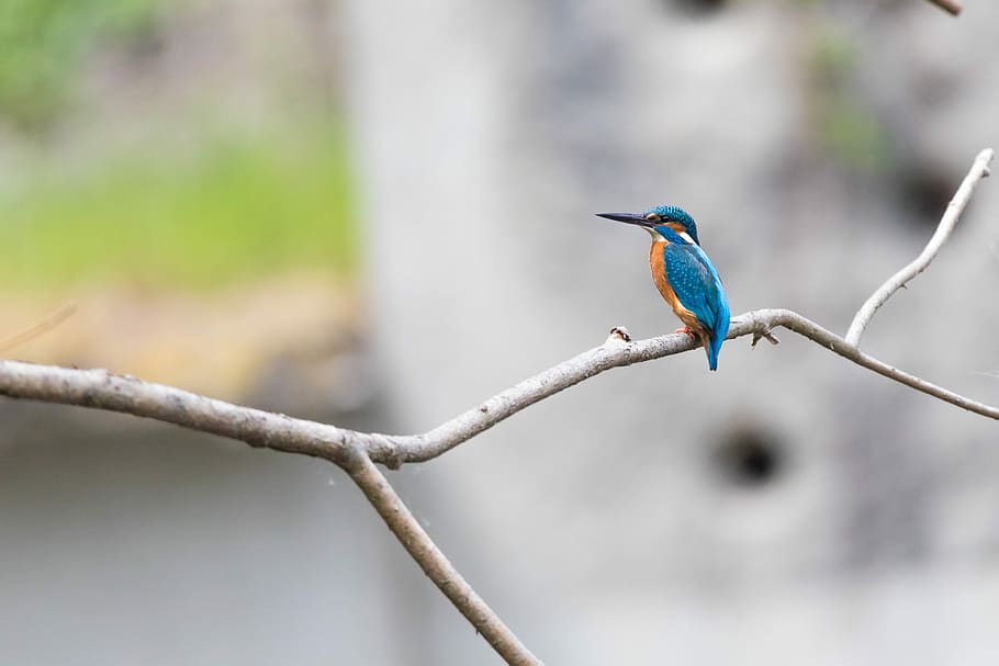 animal, background, beak, beautiful, beautiful kingfisher, beauty, bird, blue, branch, color