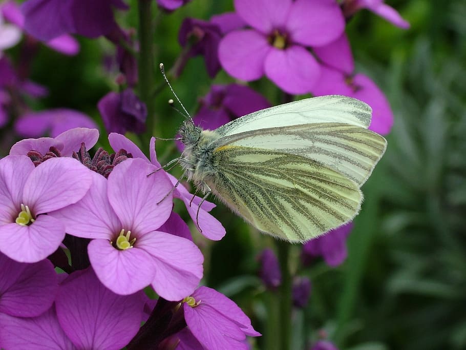 kupu-kupu, musim semi, putih berurat hijau, taman bupati, bunga, tanaman berbunga, daun bunga, kesegaran, kerapuhan, kerentanan
