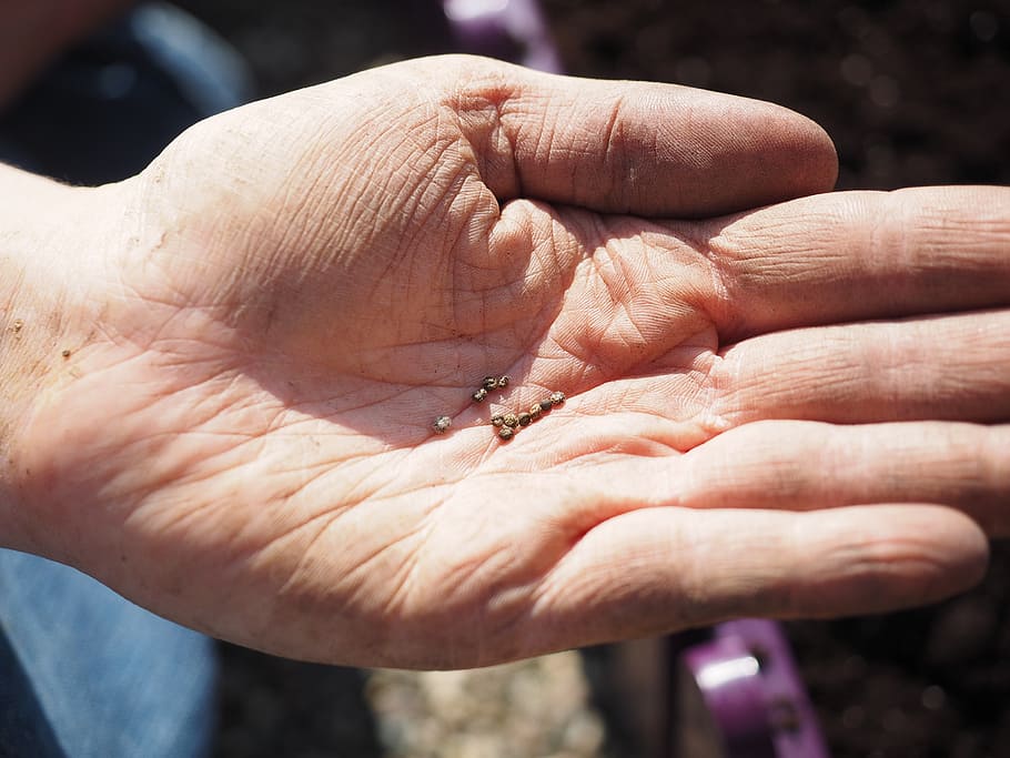 seeds, flower seeds, see, sowing, woodruff, hand, gardener, nursery, gartenbarbeit, human hand
