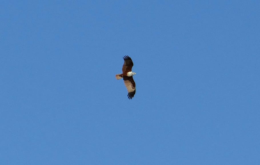 Brahminy Kite, Haliastur Indus, red-backed sea-eagle, bird, soaring, bird of prey, raptor, india, blue, clear sky
