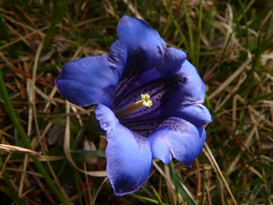 clusius-gentian-true-alpine-gentian-alpine-gentian-gentian.jpg