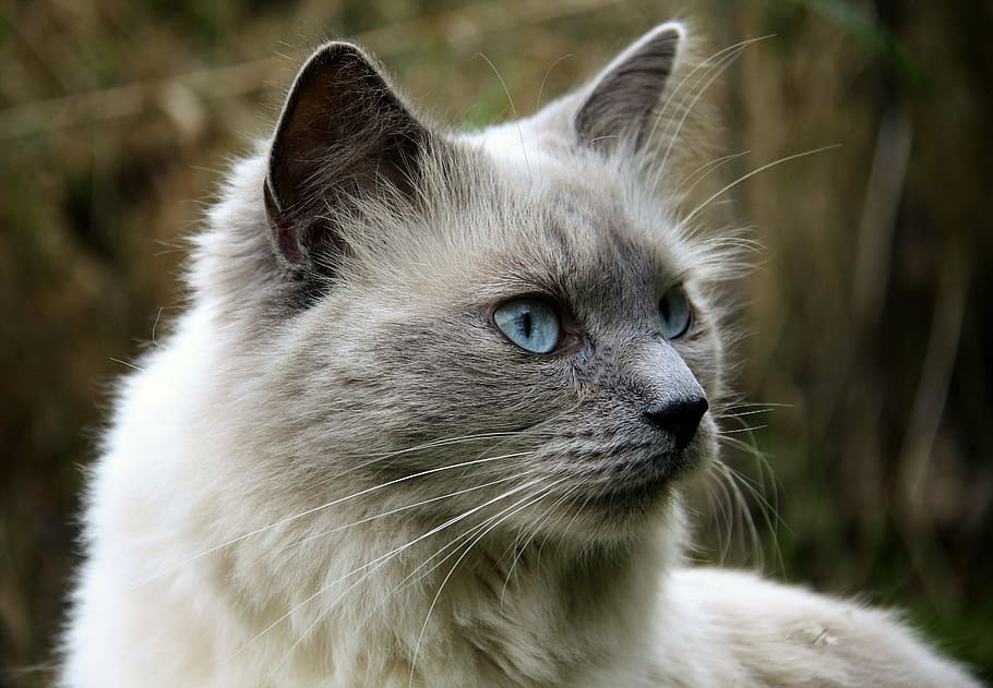 selectivo, fotografía de enfoque, gato del Himalaya, gato, ojos de gato, animales, felino, gato doméstico, un animal, mascotas