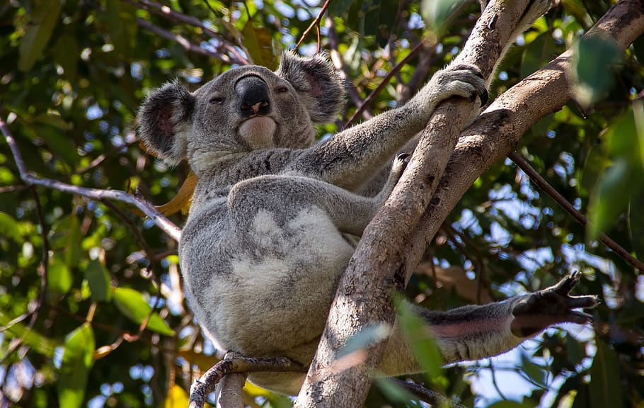 koala, beruang, australia, queensland, marsupial, liar, pohon, hutan hujan, satwa liar hewan, binatang di alam liar