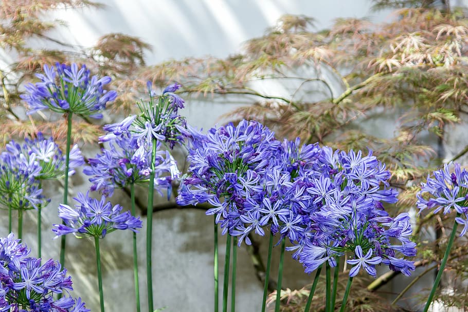 agapanto, flor, azul, estado de ánimo, ambiente, violeta, flora, flor de  amor, planta ornamental, amaryllidaceae | Pxfuel