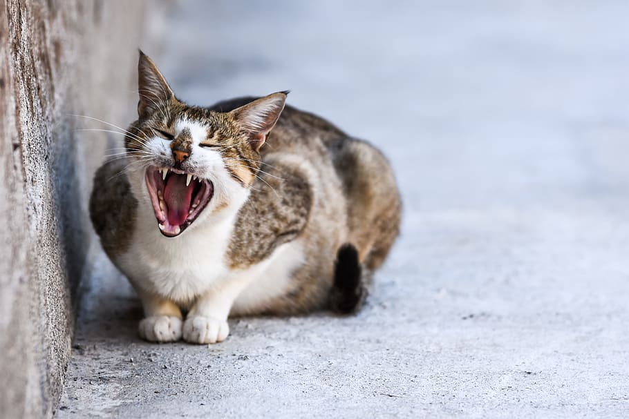 三毛猫ねこネコ猫 動物 動物のテーマ 哺乳類 口を開けて 口 1匹の動物 ネコ 猫 ペット Pxfuel